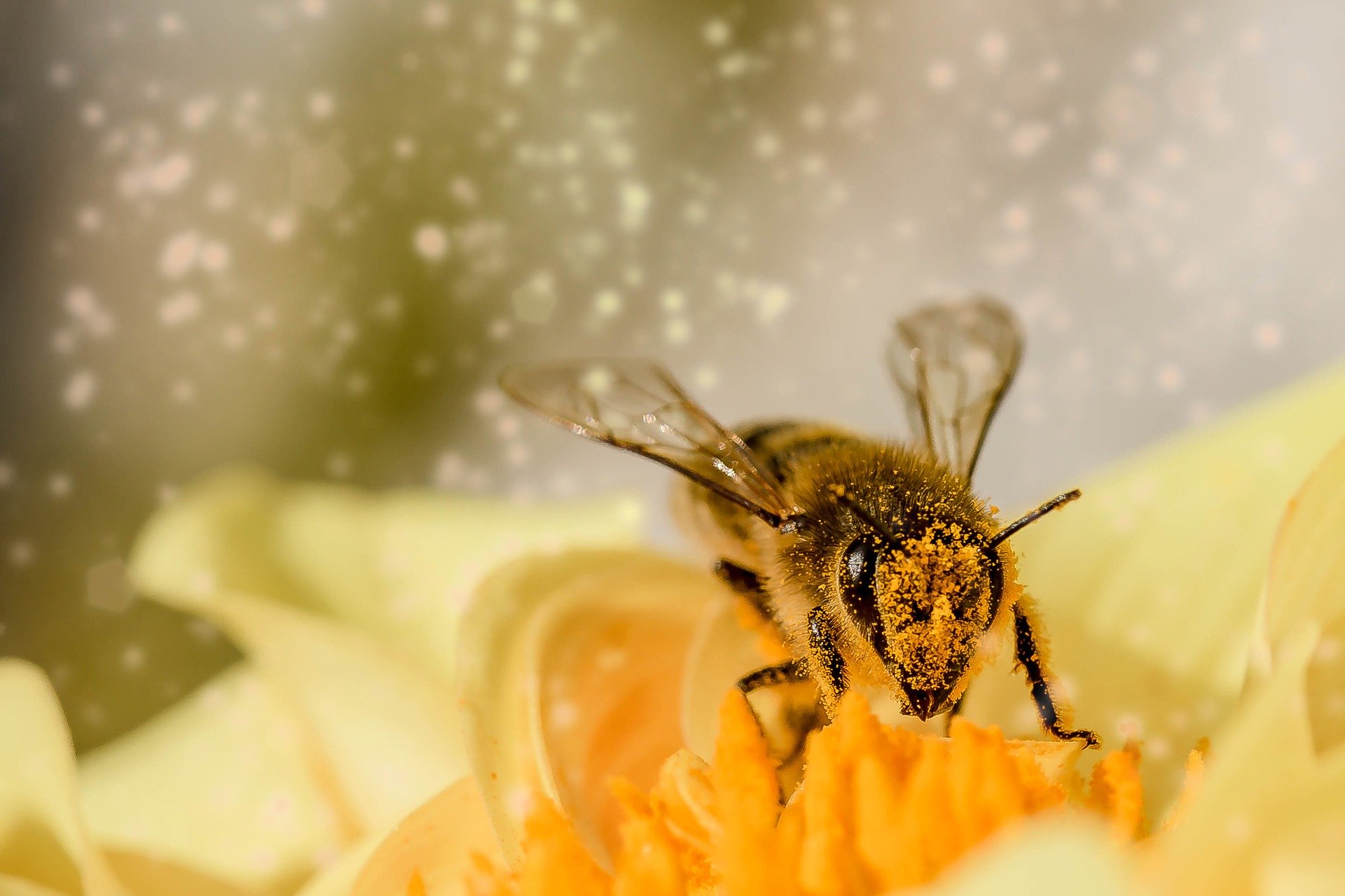A méhek világa (More Than Honey)